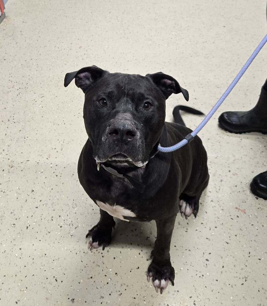 Loki  NEEDS TO BE ONLY DOG, Adoptable, Adult Male Pit Bull Terrier.