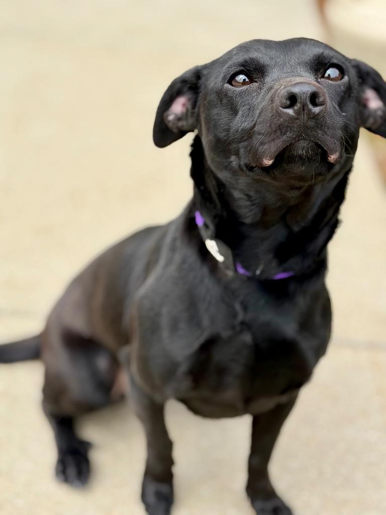 ZARA, Adoptable, Young Female Terrier.