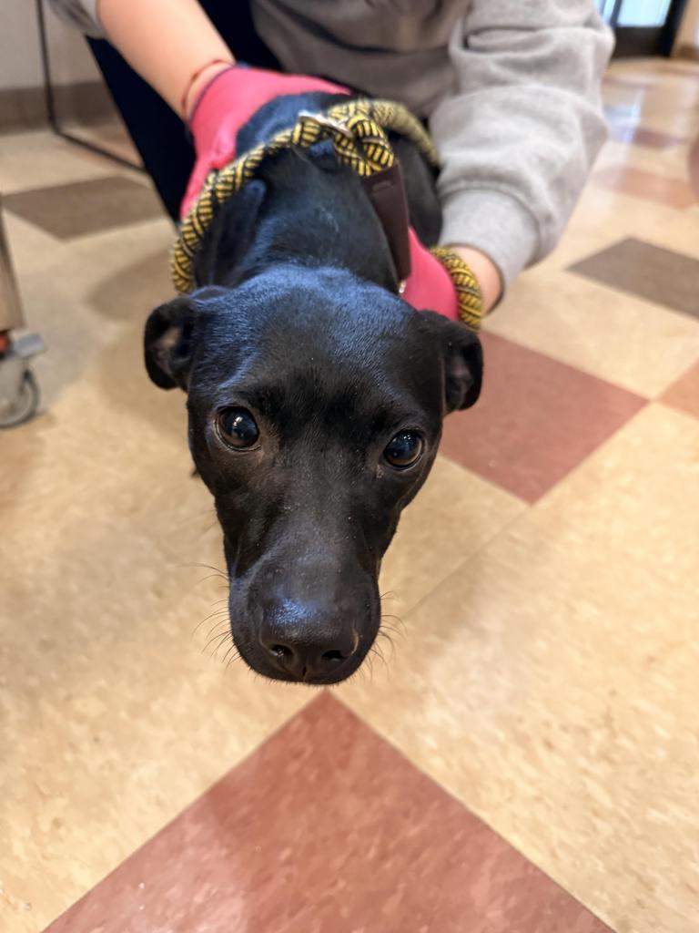 ZARA, a Adoptable Terrier in Wintersville, OH image 1/2