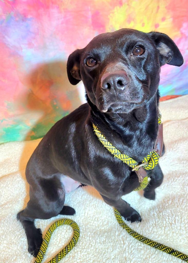 ZARA, a Adoptable Terrier in Wintersville, OH image 2/2