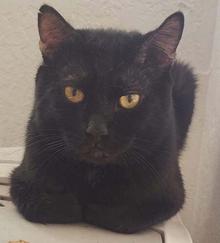 Enlarge Viper, a Adoptable Domestic Short Hair in Anoka, MN image 1/1