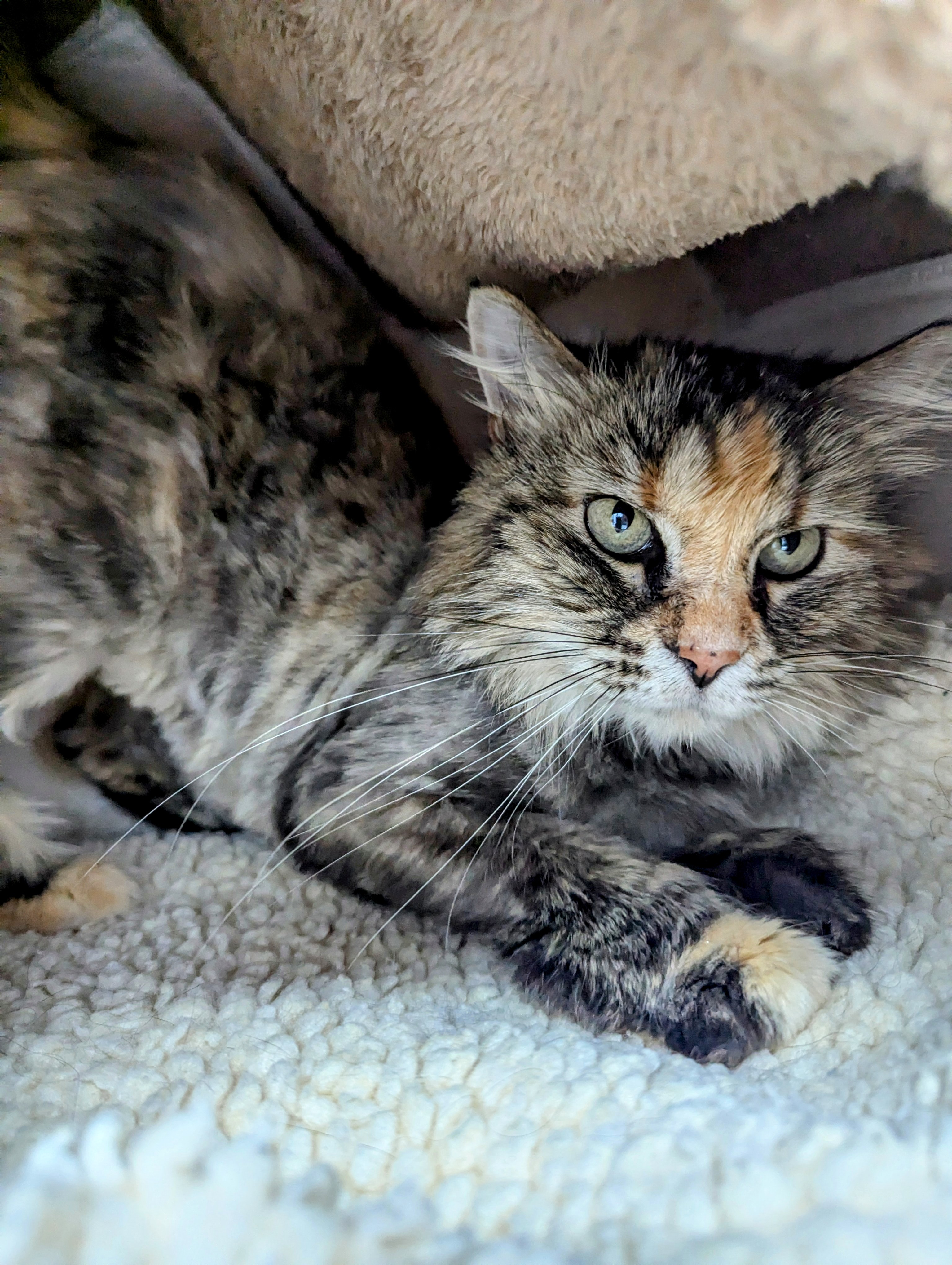 Enlarge Ellie, a Adoptable Domestic Long Hair in Decatur, IL image 2/2