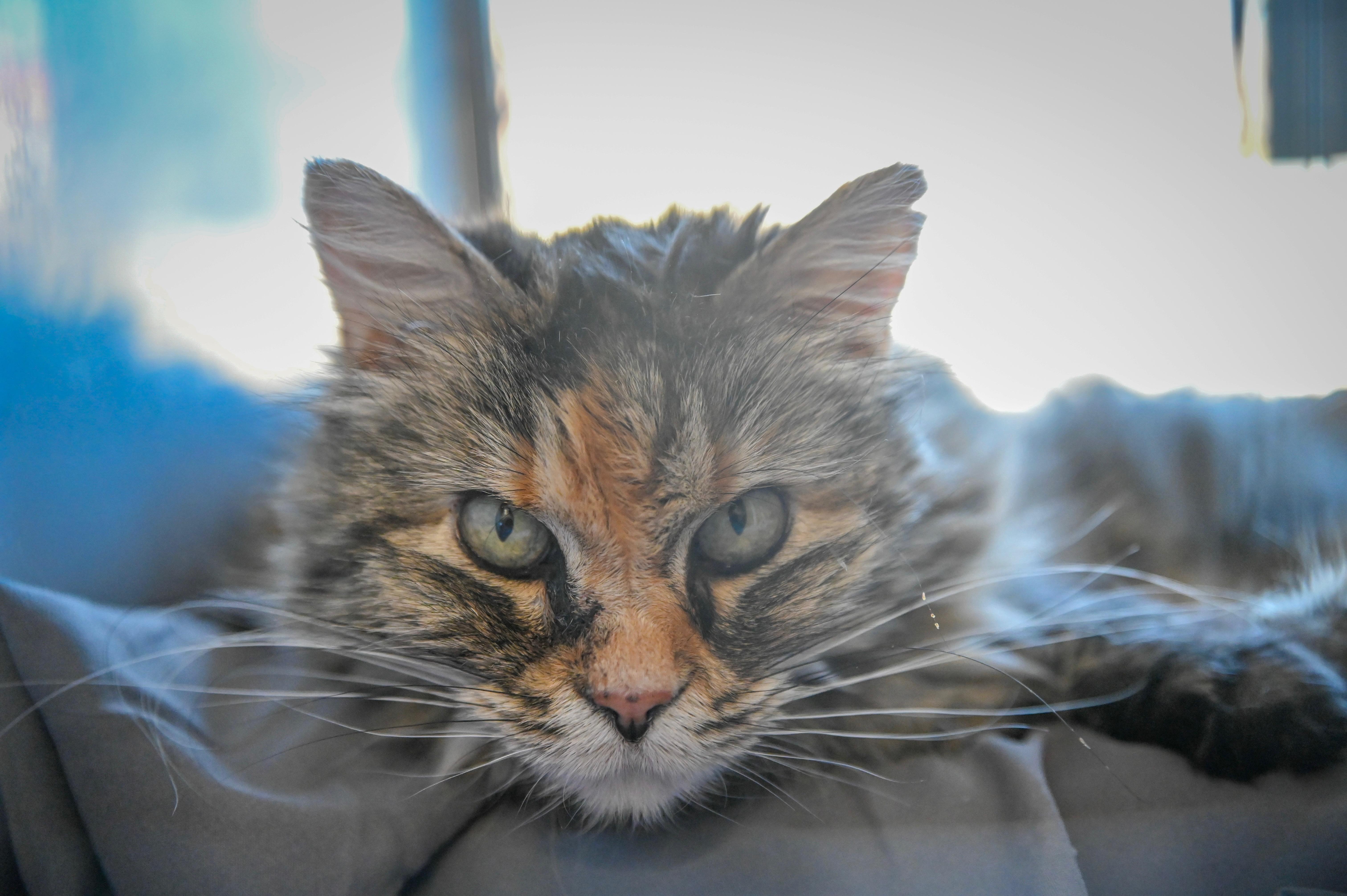 Enlarge Ellie, a Adoptable Domestic Long Hair in Decatur, IL image 1/3