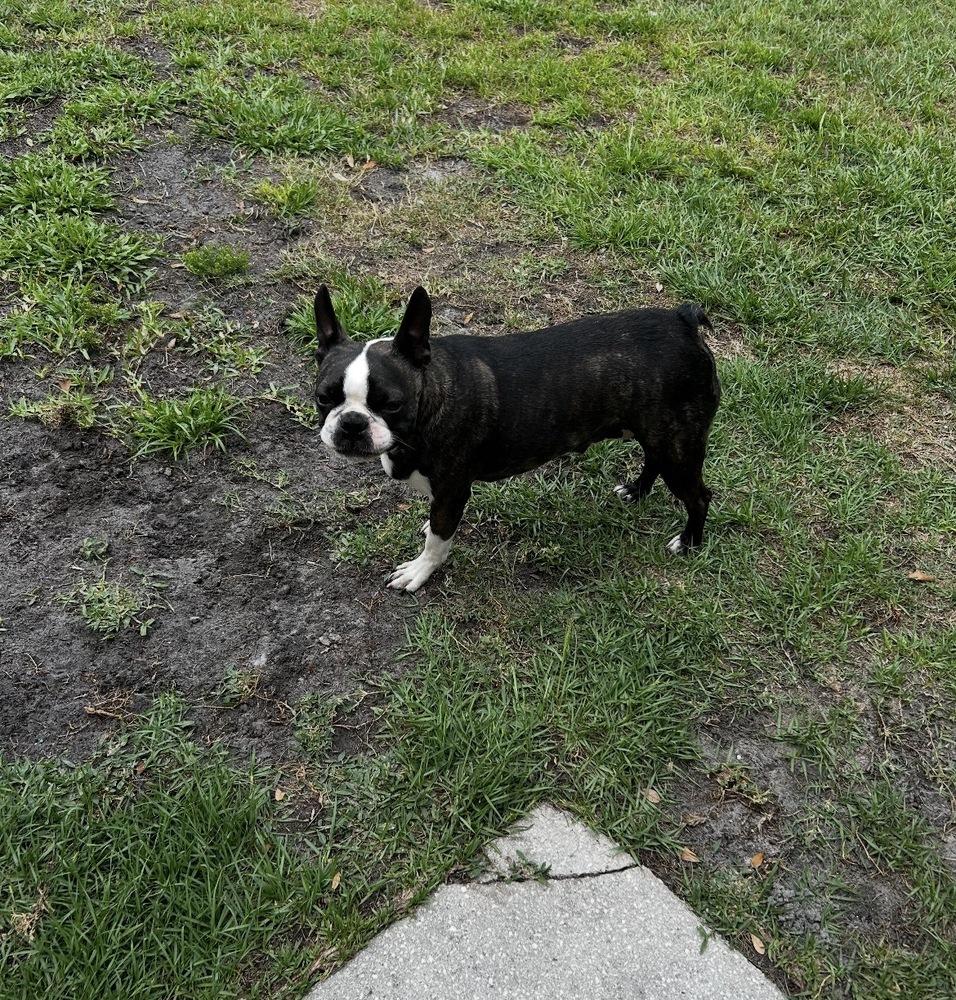 Phoenix Rising - 5003 FL, Adoptable, Adult Female Boston Terrier.