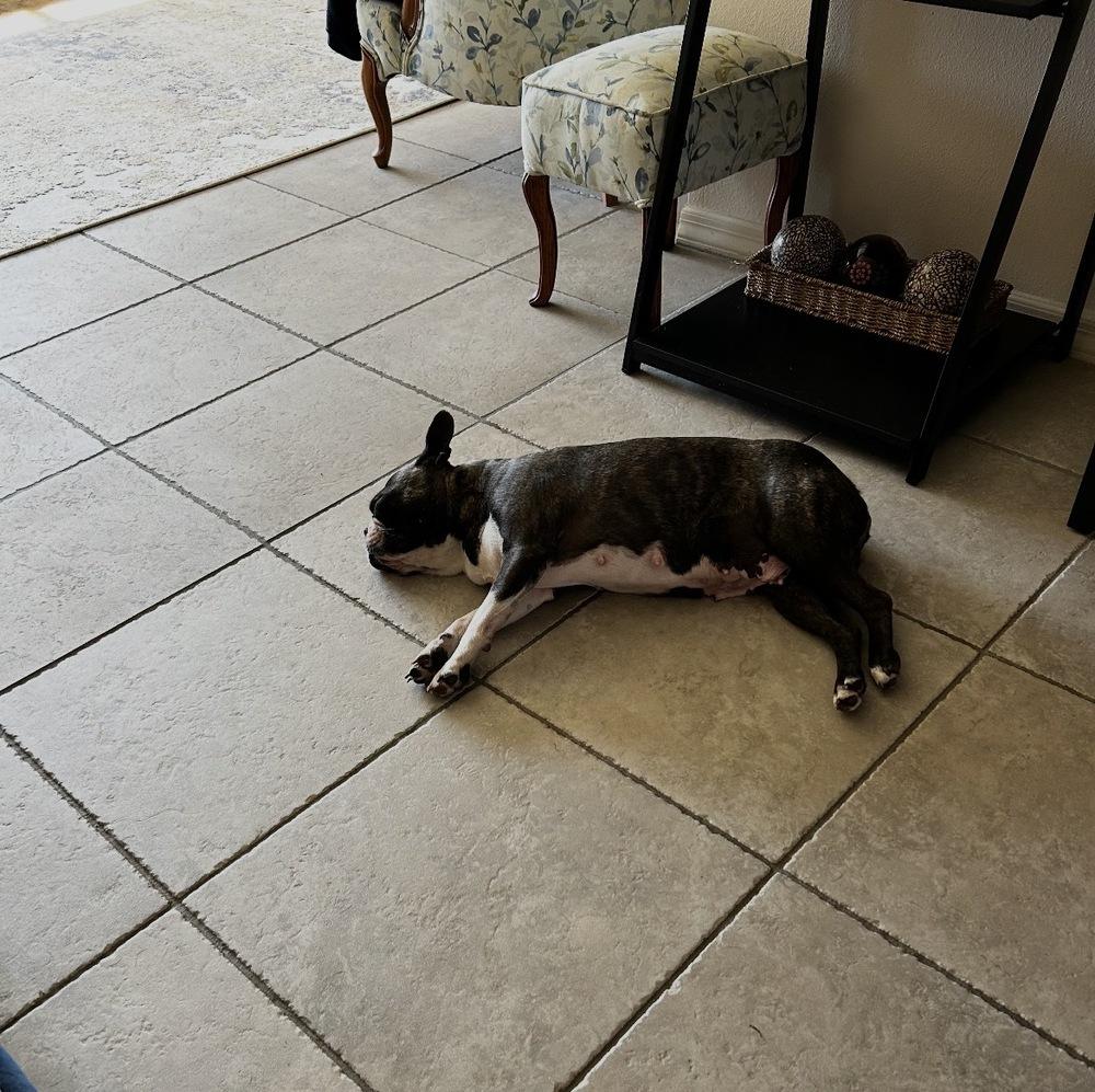 Phoenix Rising - 5003 FL, a Adoptable Boston Terrier in Maryville, TN image 2/6