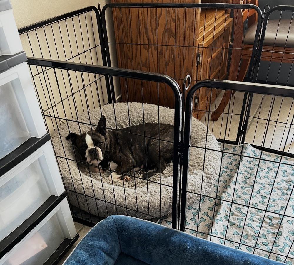 Phoenix Rising - 5003 FL, a Adoptable Boston Terrier in Maryville, TN image 3/6