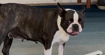 Phoenix Rising - 5003 FL, a Adoptable Boston Terrier in Maryville, TN image 4/6
