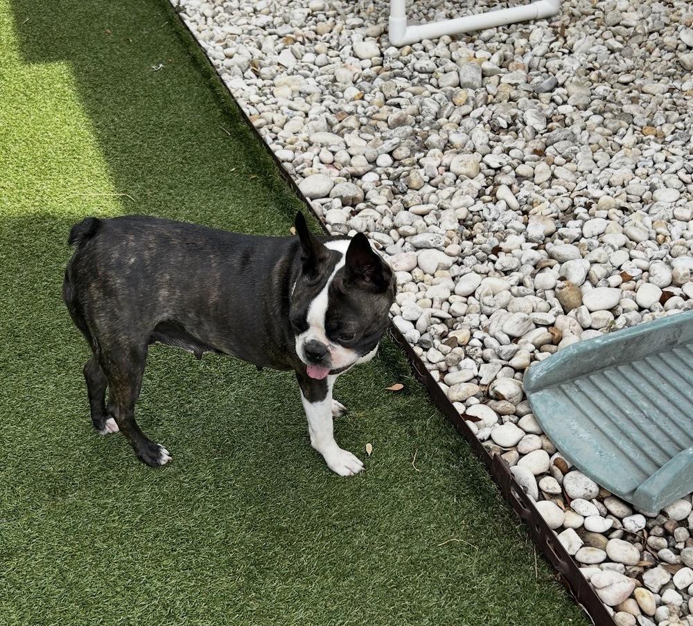 Phoenix Rising - 5003 FL, a Adoptable Boston Terrier in Maryville, TN image 5/6