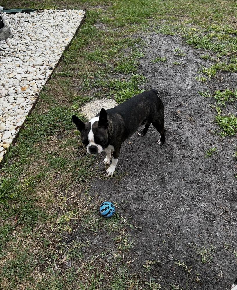 Phoenix Rising - 5003 FL, a Adoptable Boston Terrier in Maryville, TN image 6/6