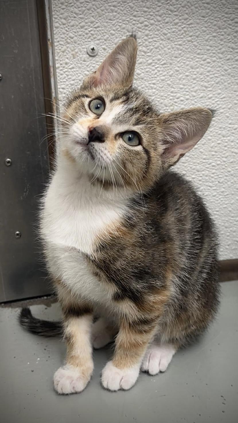 Cherry, adopted, Kitten Female Domestic Short Hair.
