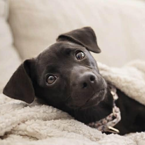 Enlarge AINSLEY #2, an adopted mixed breed in Evansville, WI image 3/4