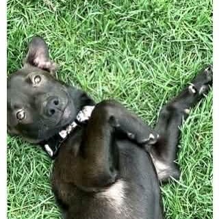 Enlarge AINSLEY #2, an adopted mixed breed in Evansville, WI image 2/4