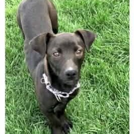 Enlarge AINSLEY #2, an adopted mixed breed in Evansville, WI image 4/4