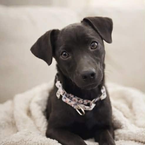 Enlarge AINSLEY #2, an adopted mixed breed in Evansville, WI image 1/4