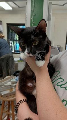 Mrs. Adeline, Adoptable, Young Female Domestic Short Hair.