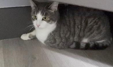 Parigi, a Adoptable Tabby in Half Moon Bay, CA image 1/3