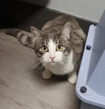 Parigi, a Adoptable Tabby in Half Moon Bay, CA image 1/3