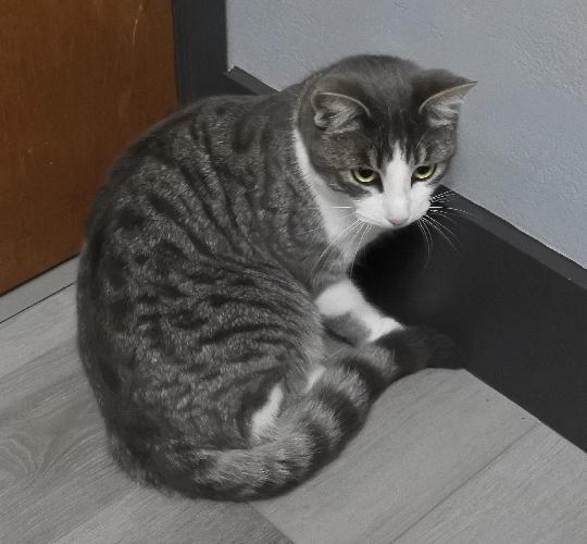 Parigi, a Adoptable Tabby in Half Moon Bay, CA image 3/3