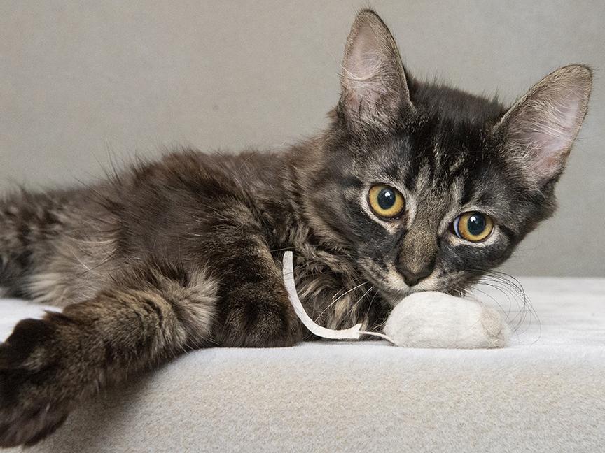 Birdie and Beatrice, Baby Female Domestic Medium Hair