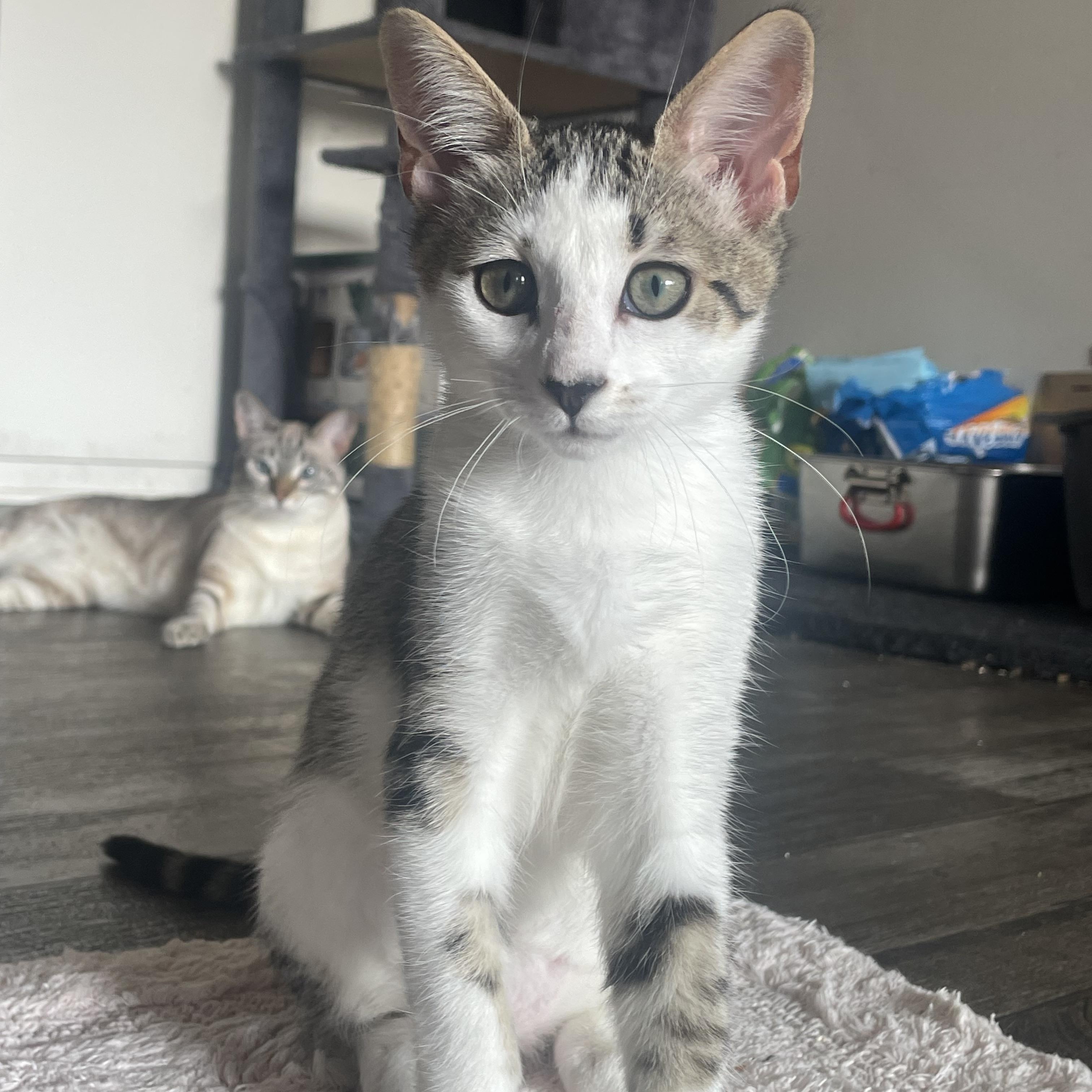 Boba & Mochi — thumbnail 2