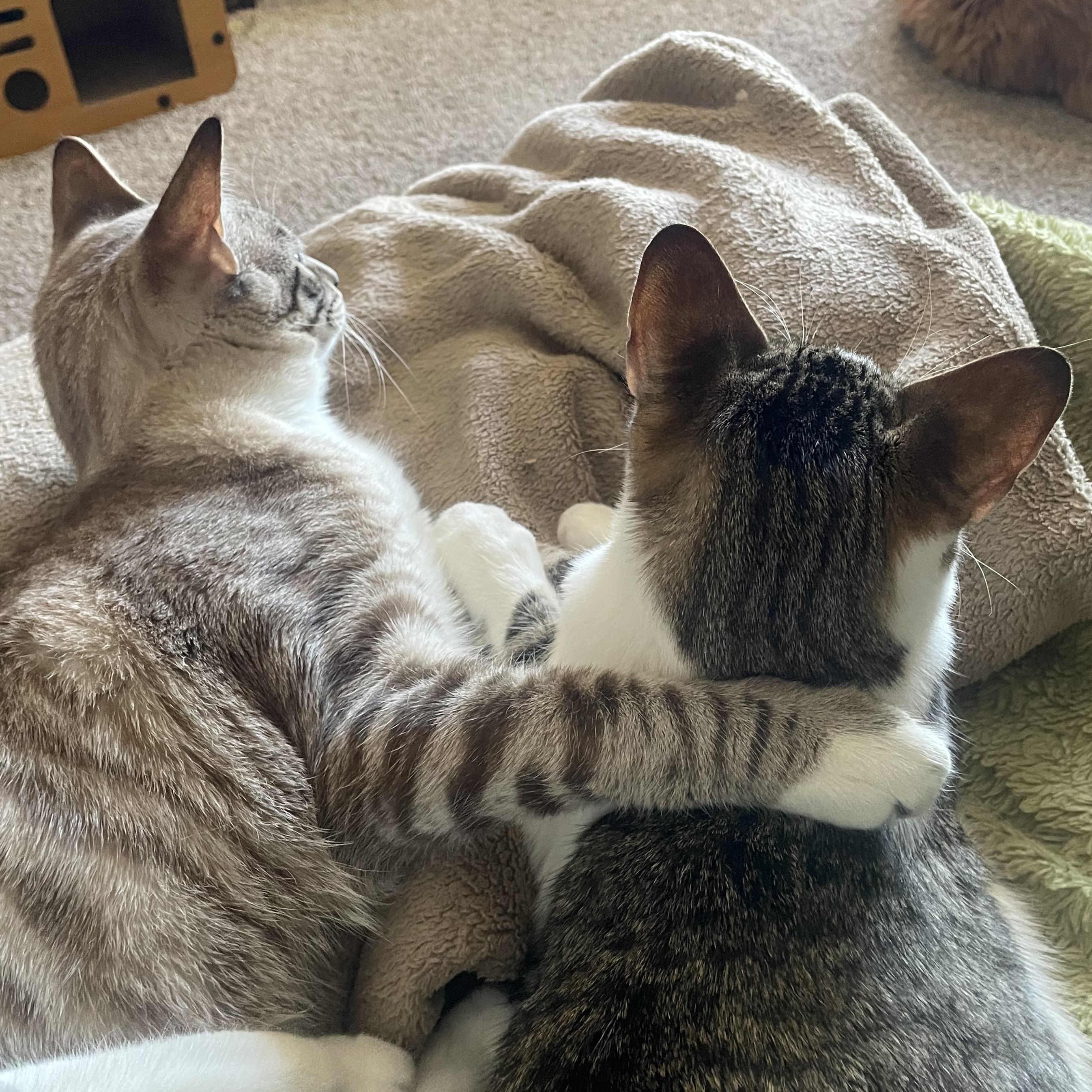 Boba & Mochi — thumbnail 3