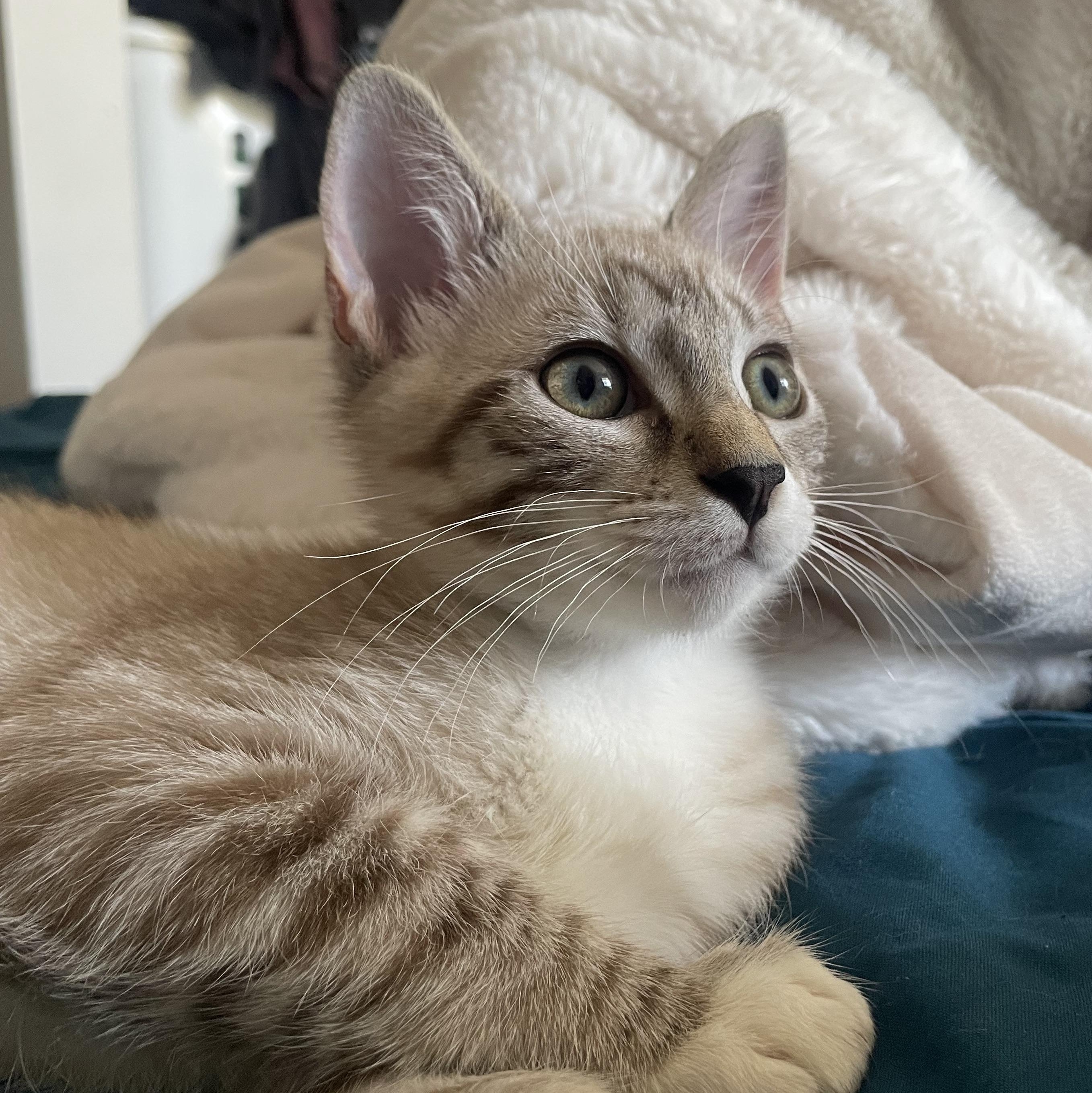 Boba & Mochi — thumbnail 4