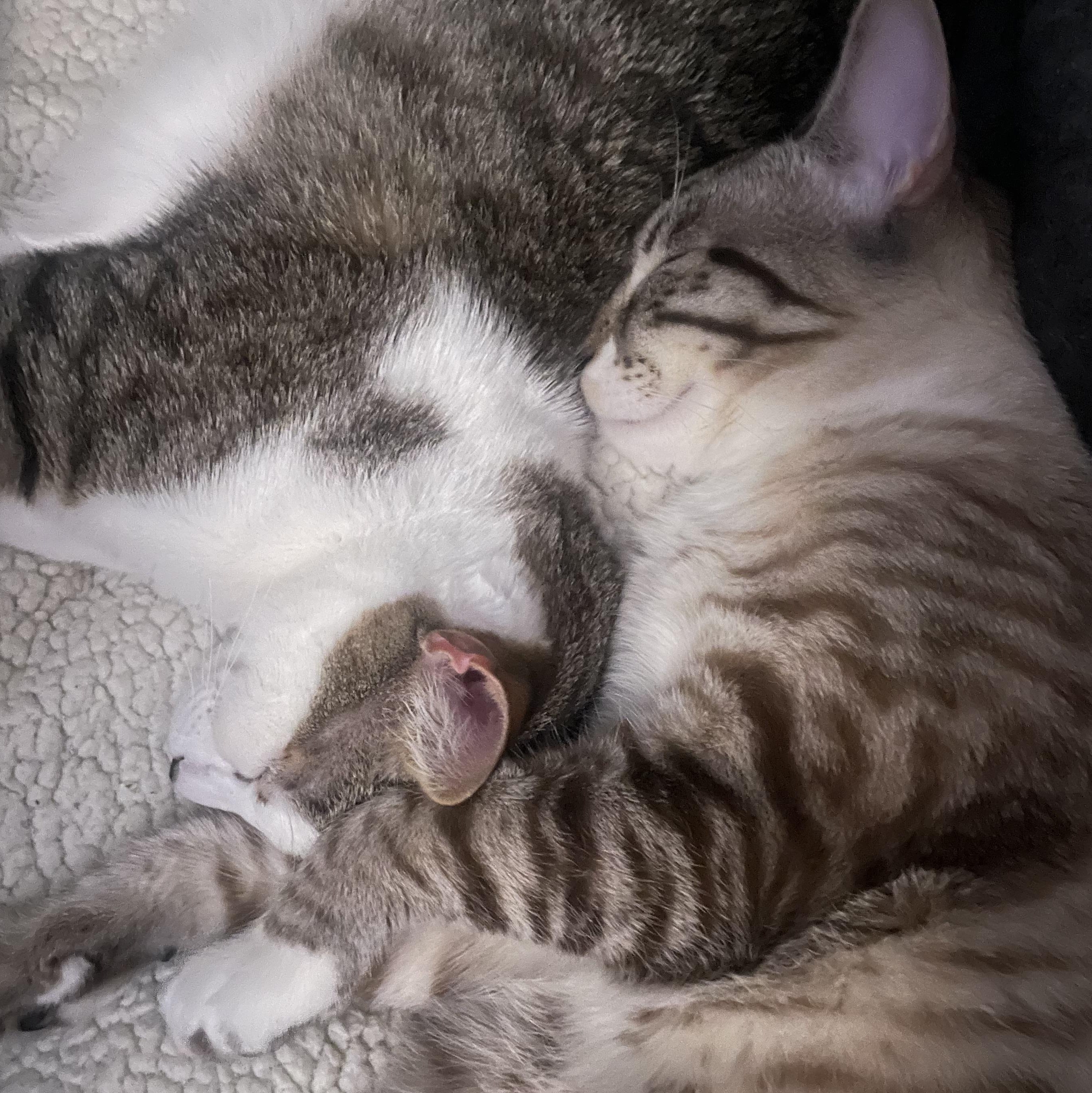 Boba & Mochi — thumbnail 5