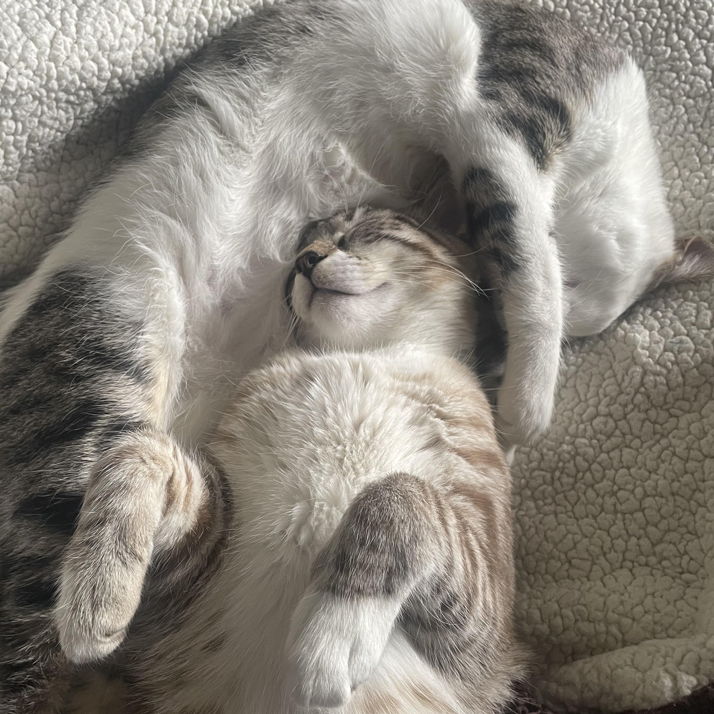 Boba & Mochi — thumbnail 6