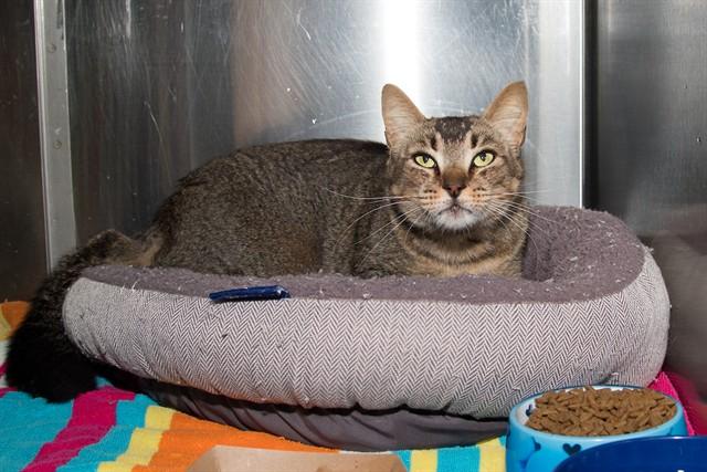 STINKER BENTON, Adoptable, Adult Male Domestic Short Hair.