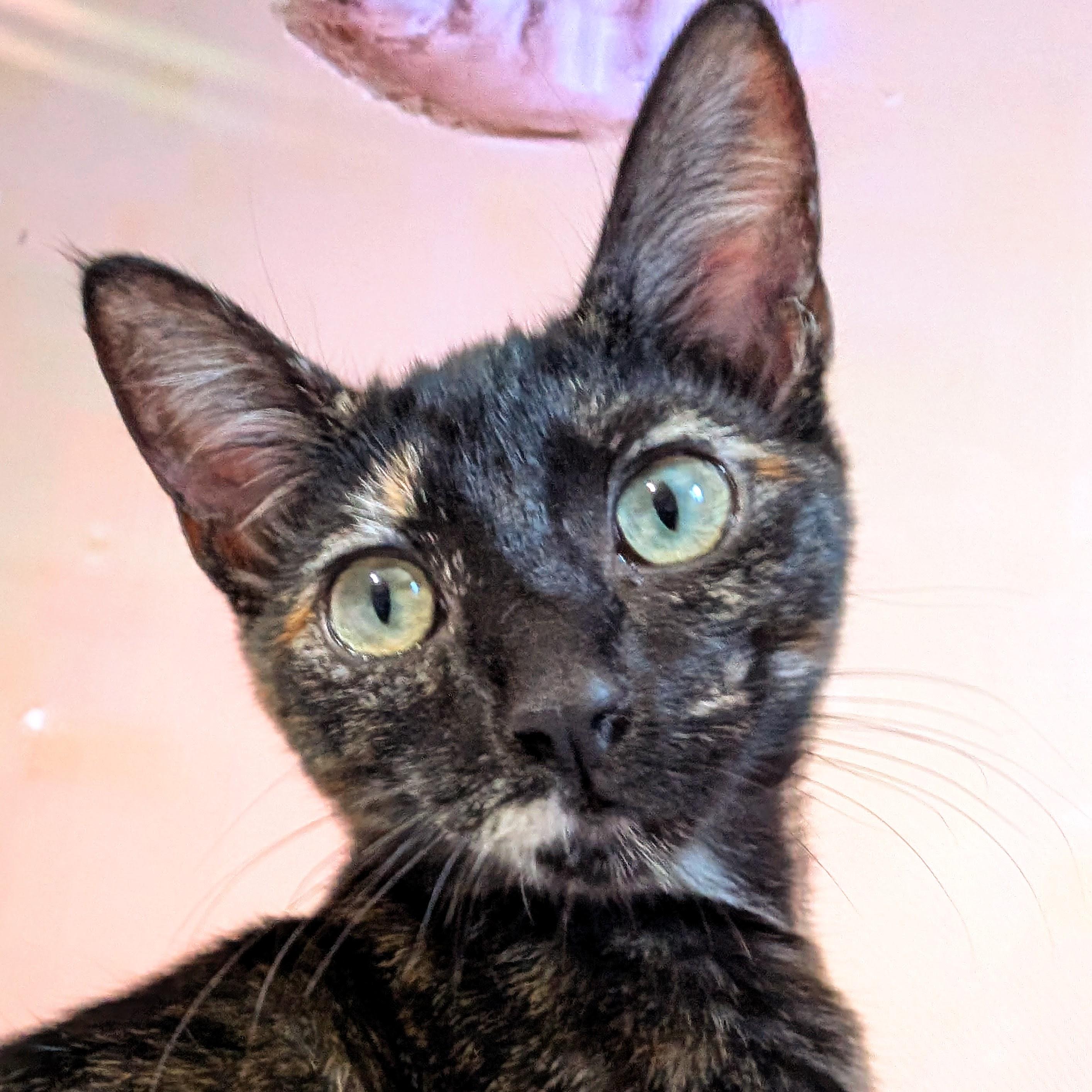 Katya @ Fat Cat Cafe, Adoptable, Kitten Female Domestic Short Hair.