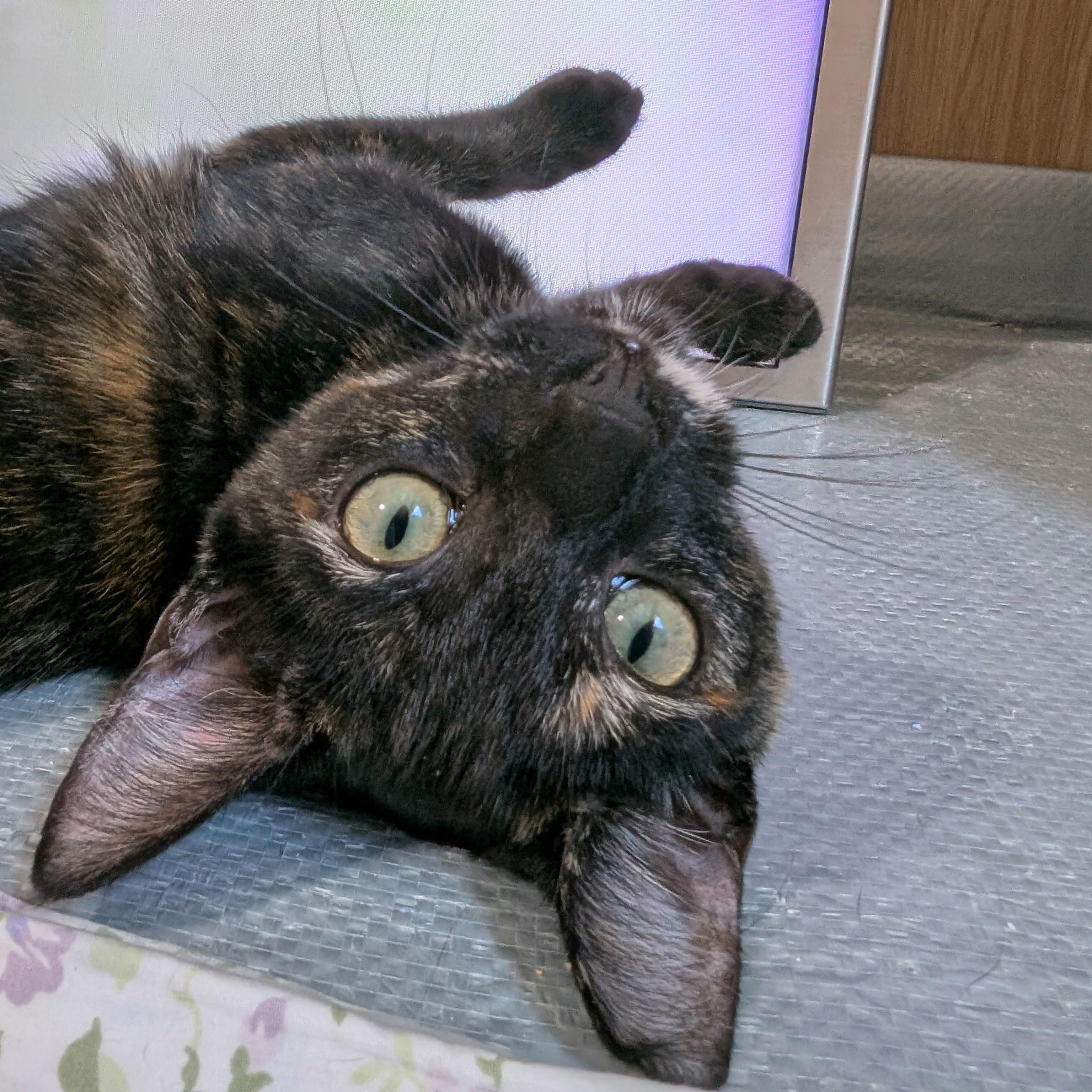 Enlarge Katya @ Fat Cat Cafe, a Adoptable Domestic Short Hair in Tallahassee, FL image 3/6