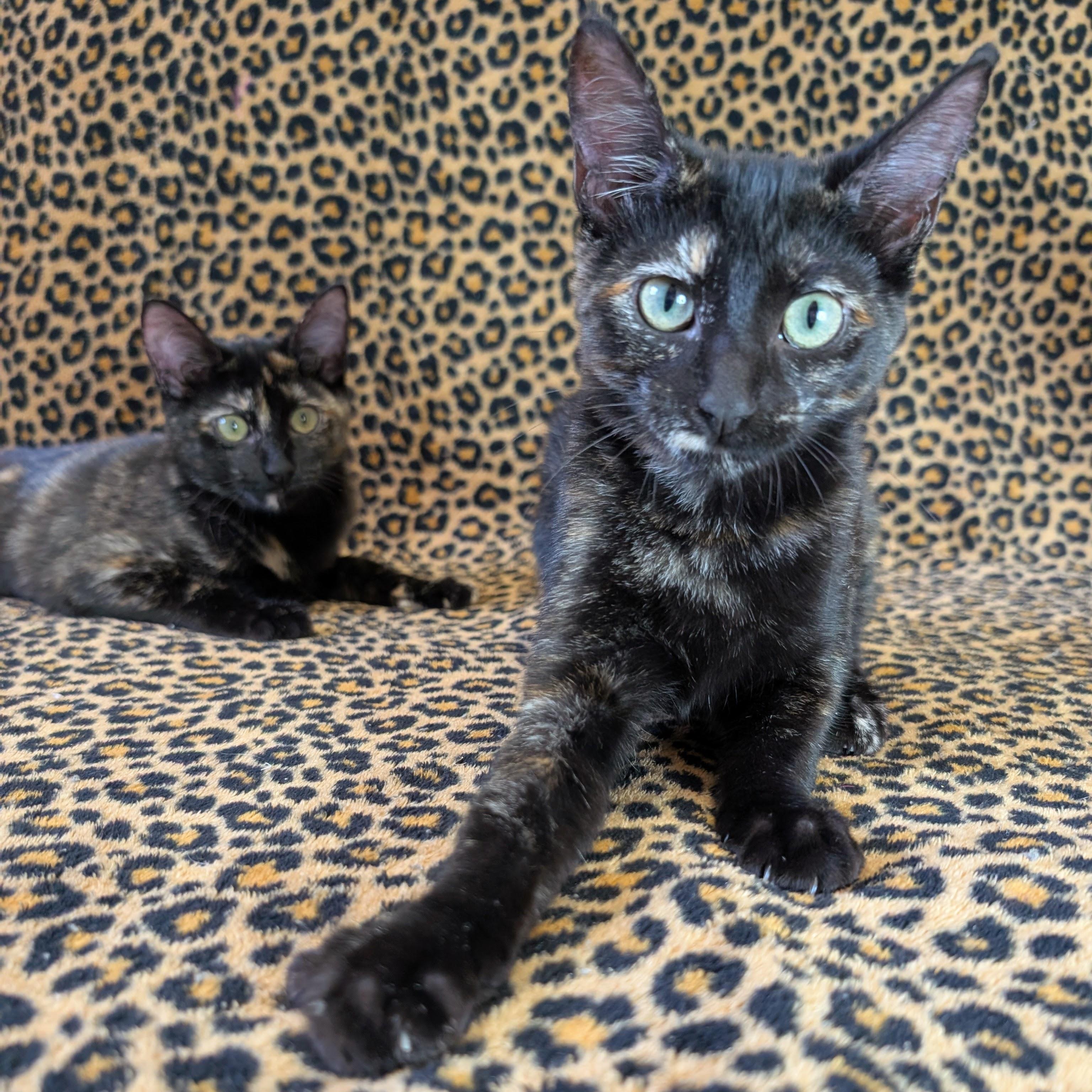 Enlarge Katya @ Fat Cat Cafe, a Adoptable Domestic Short Hair in Tallahassee, FL image 4/6