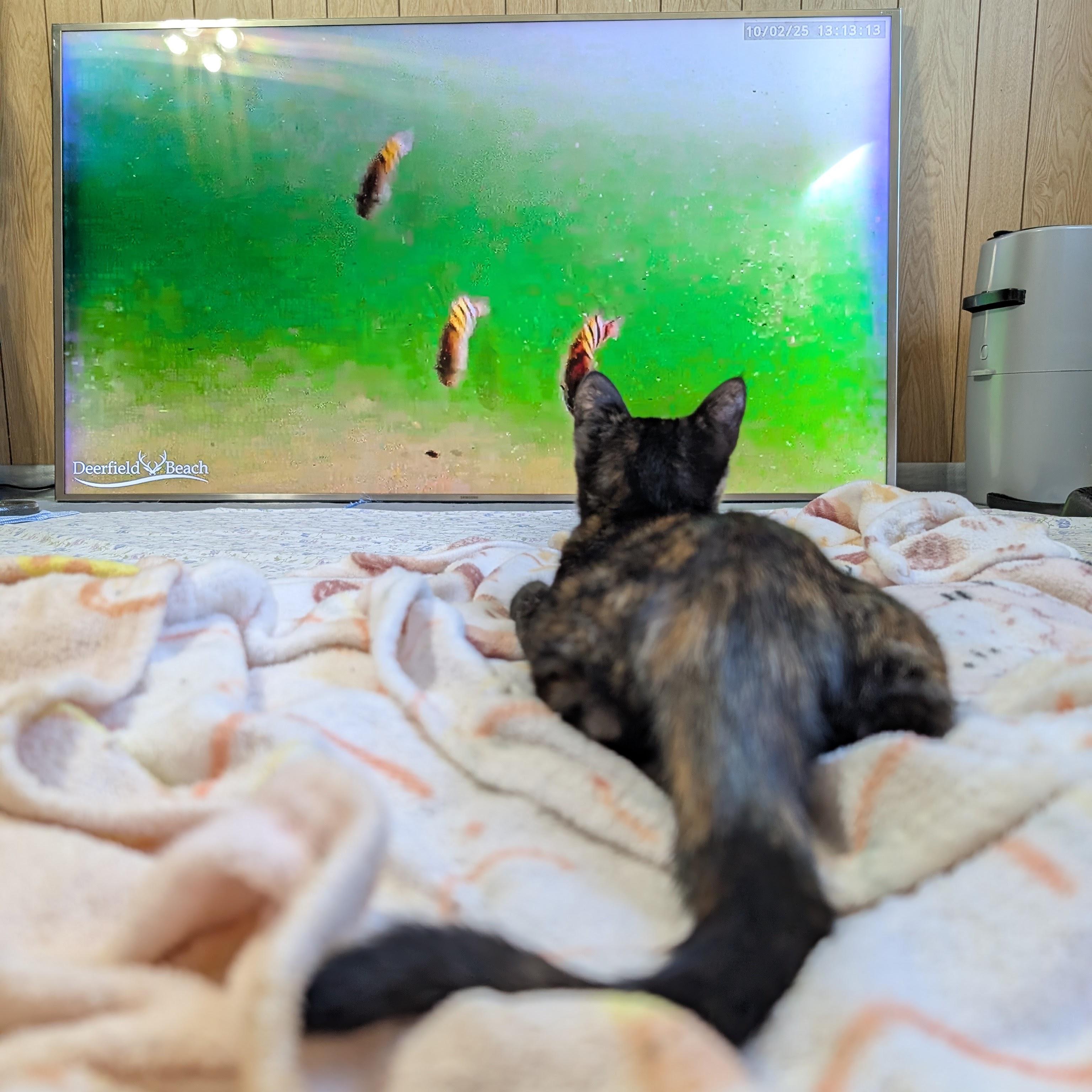 Enlarge Katya @ Fat Cat Cafe, a Adoptable Domestic Short Hair in Tallahassee, FL image 2/6