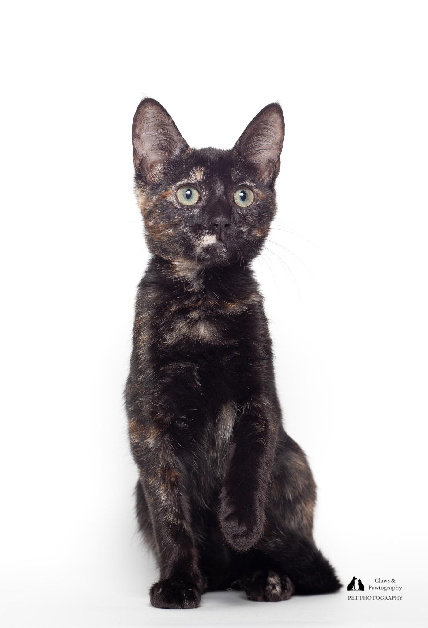 Enlarge Katya @ Fat Cat Cafe, a Adoptable Domestic Short Hair in Tallahassee, FL image 6/6