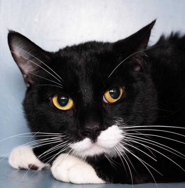 Enlarge PAUSE, a Adoptable Domestic Short Hair in Boston, MA image 1/1