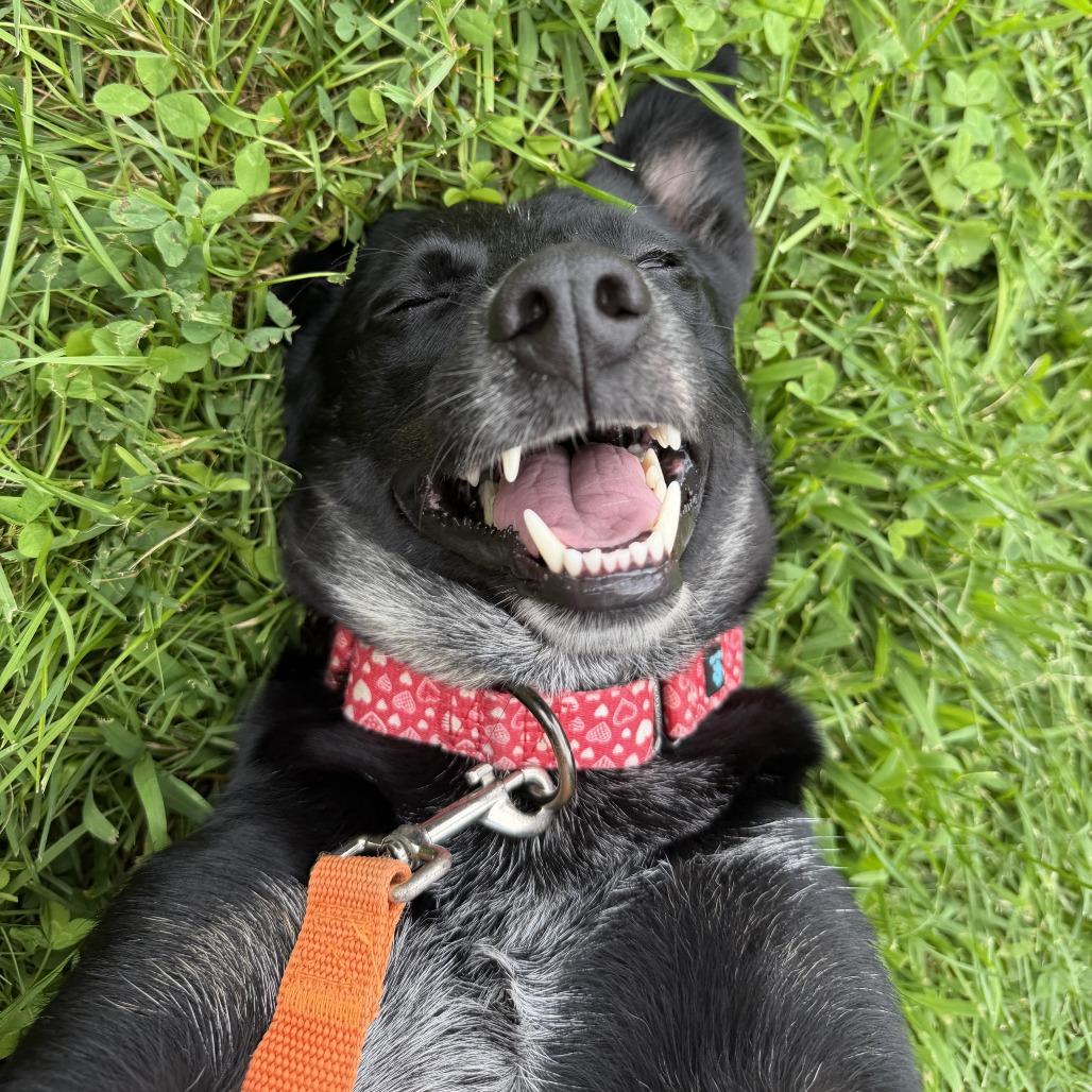 Allie, Adoptable, Adult Female Australian Cattle Dog / Blue Heeler & Australian Shepherd.