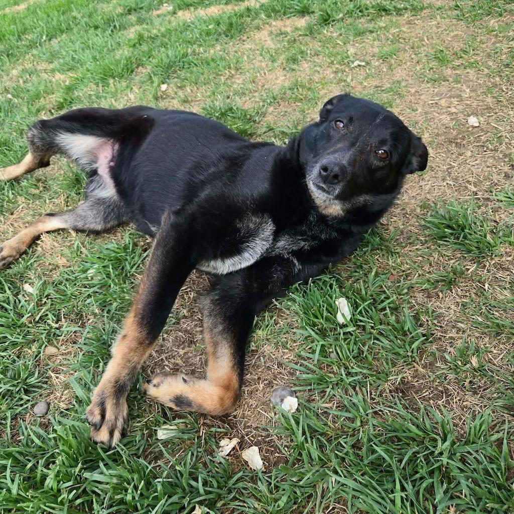 Enlarge Allie, a Adoptable mixed breed in Sparta, NJ image 2/5