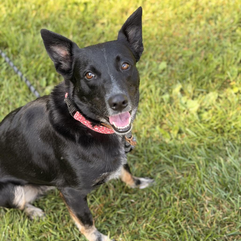 Enlarge Allie, a Adoptable mixed breed in Sparta, NJ image 3/5