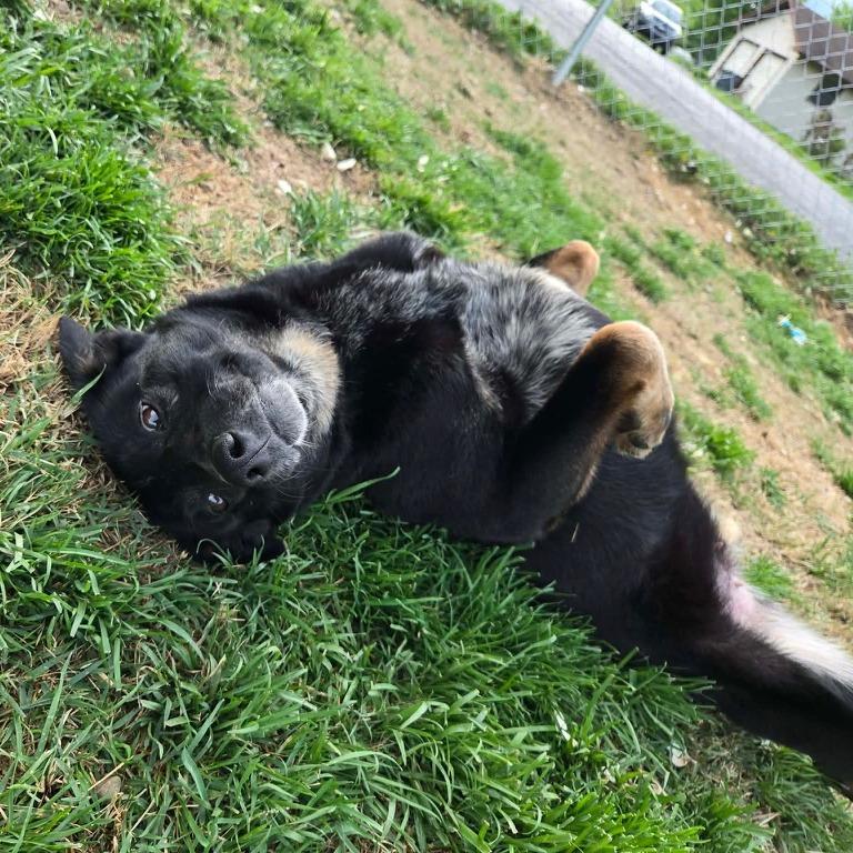 Enlarge Allie, a Adoptable mixed breed in Sparta, NJ image 5/5
