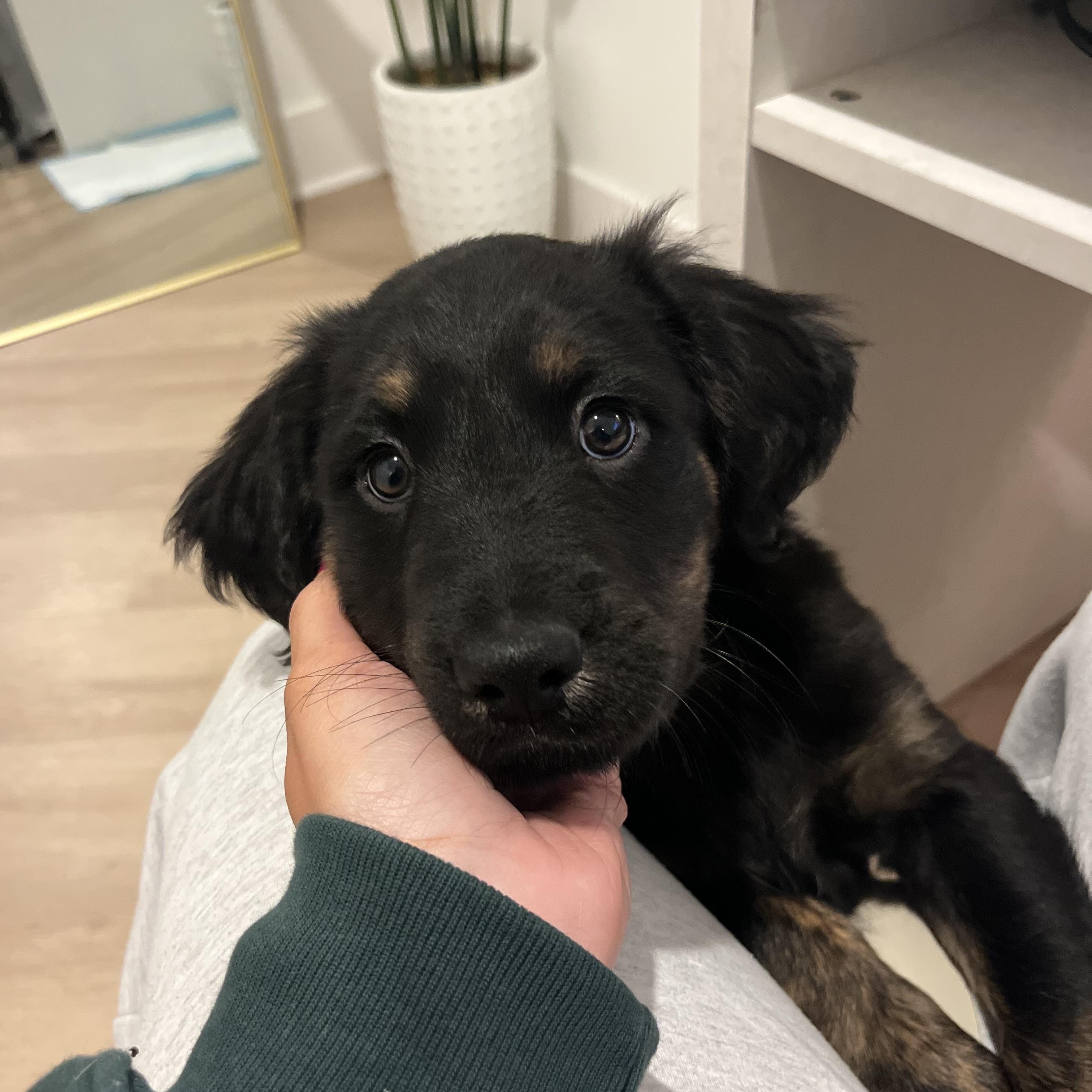 Enlarge Toffee, a Adoptable mixed breed in Charlotte, NC image 1/3