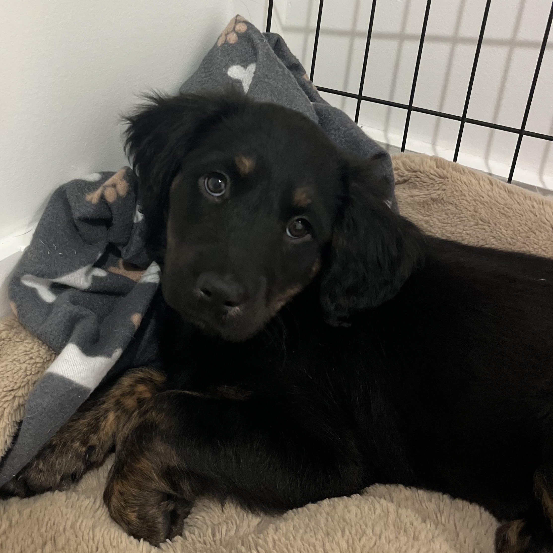 Enlarge Toffee, a Adoptable mixed breed in Charlotte, NC image 2/3