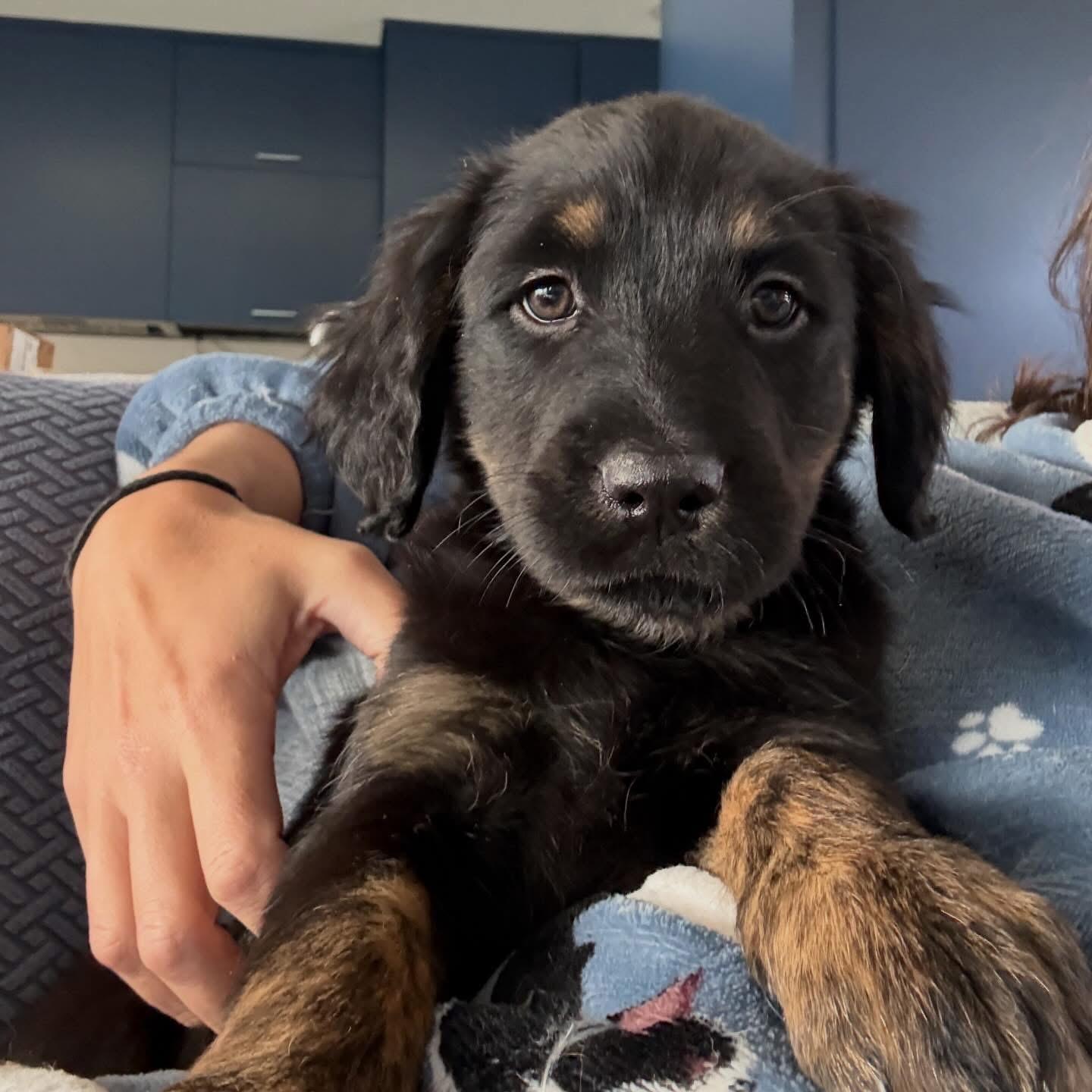 Toffee, Adoptable, Puppy Female Shepherd.