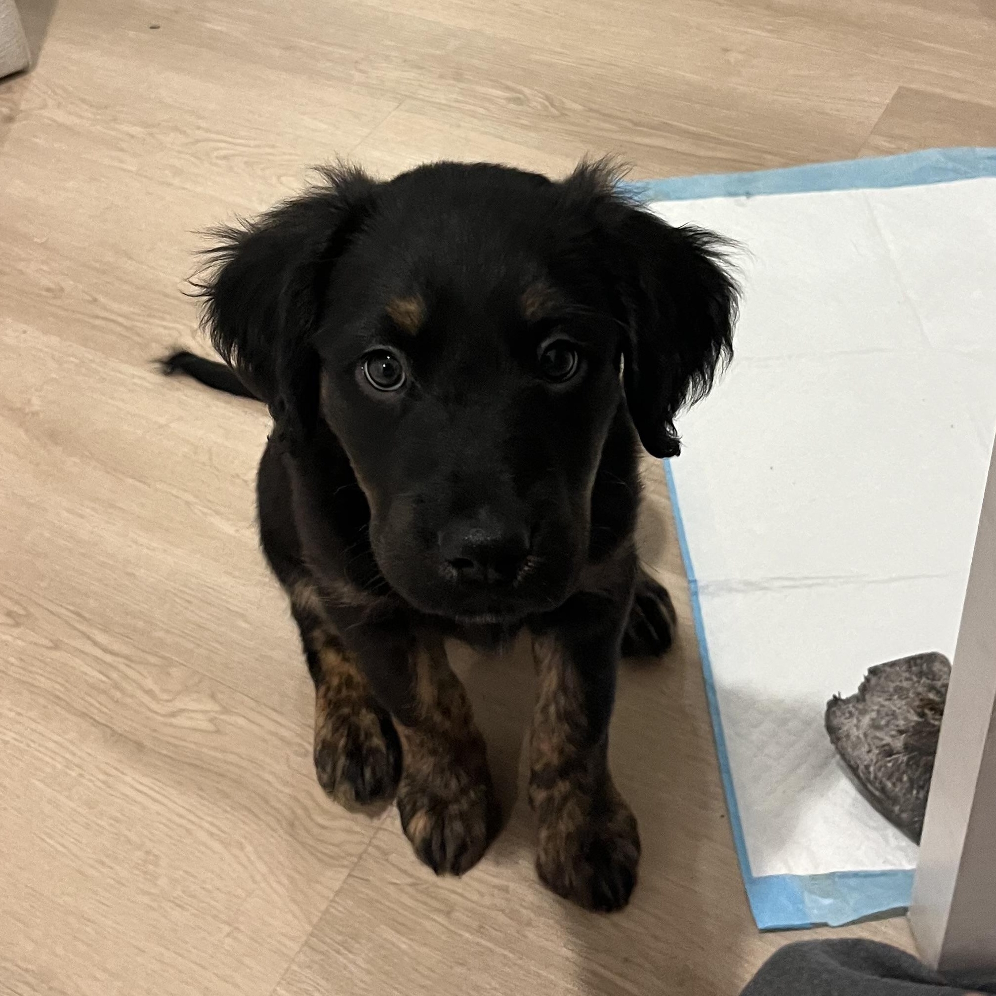 Enlarge Toffee, a Adoptable mixed breed in Charlotte, NC image 3/3