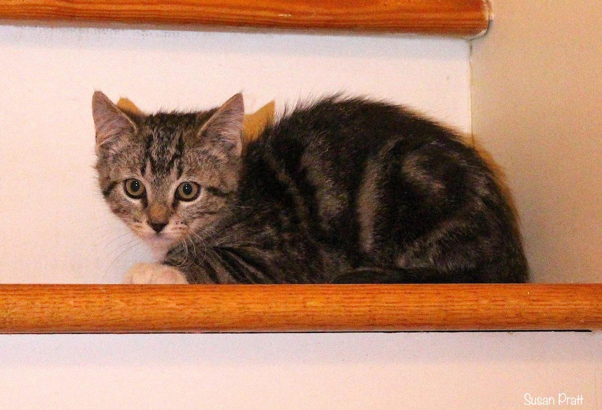 Wally, Adoptable, Kitten Male Domestic Short Hair.