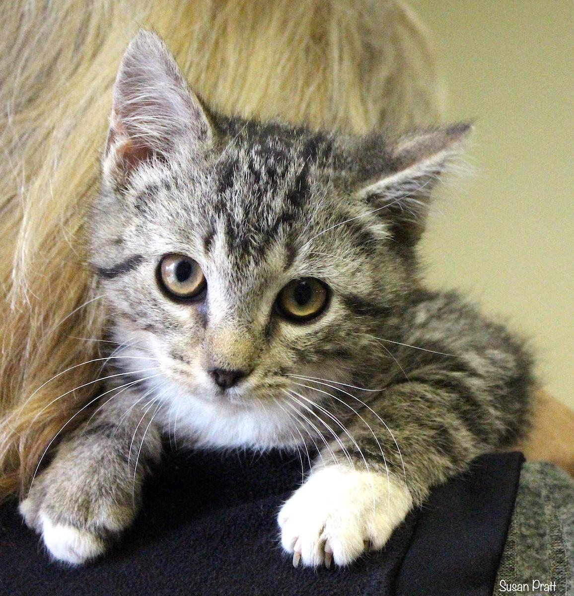 Wally, a Adoptable Domestic Short Hair in Bedford, VA image 2/6