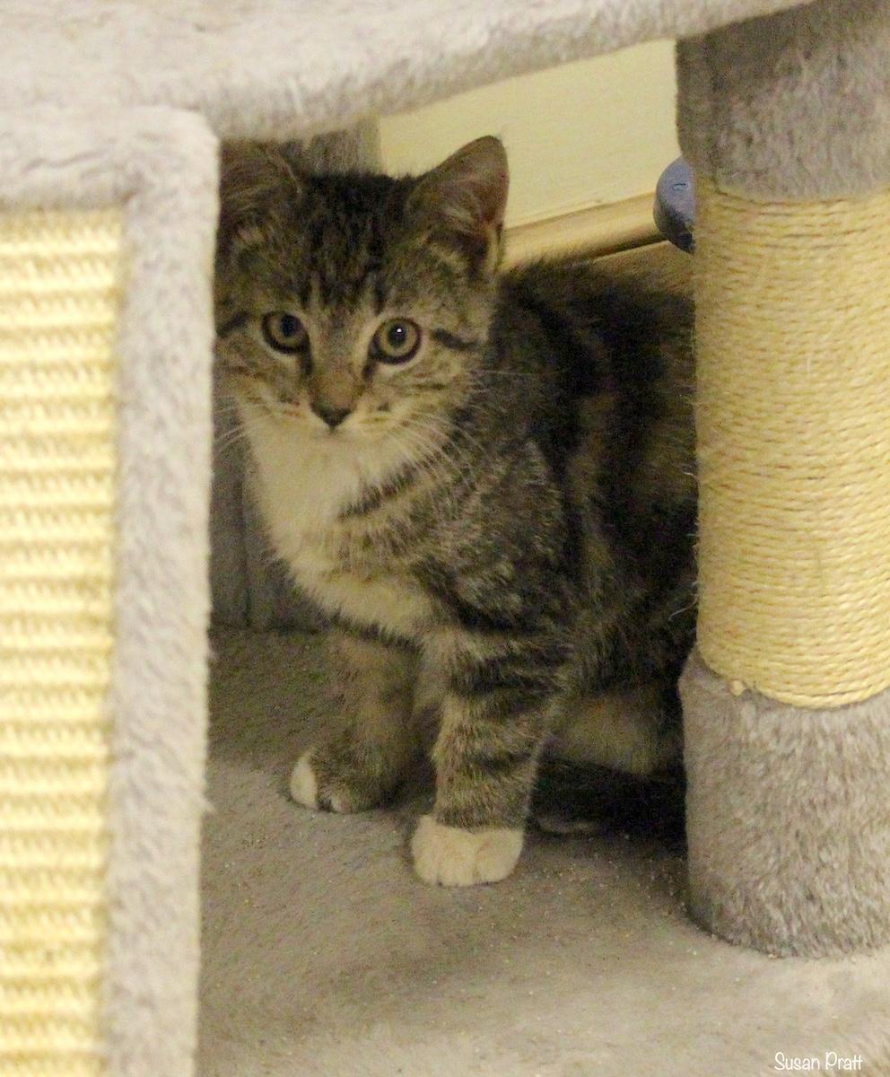 Wally, a Adoptable Domestic Short Hair in Bedford, VA image 3/6