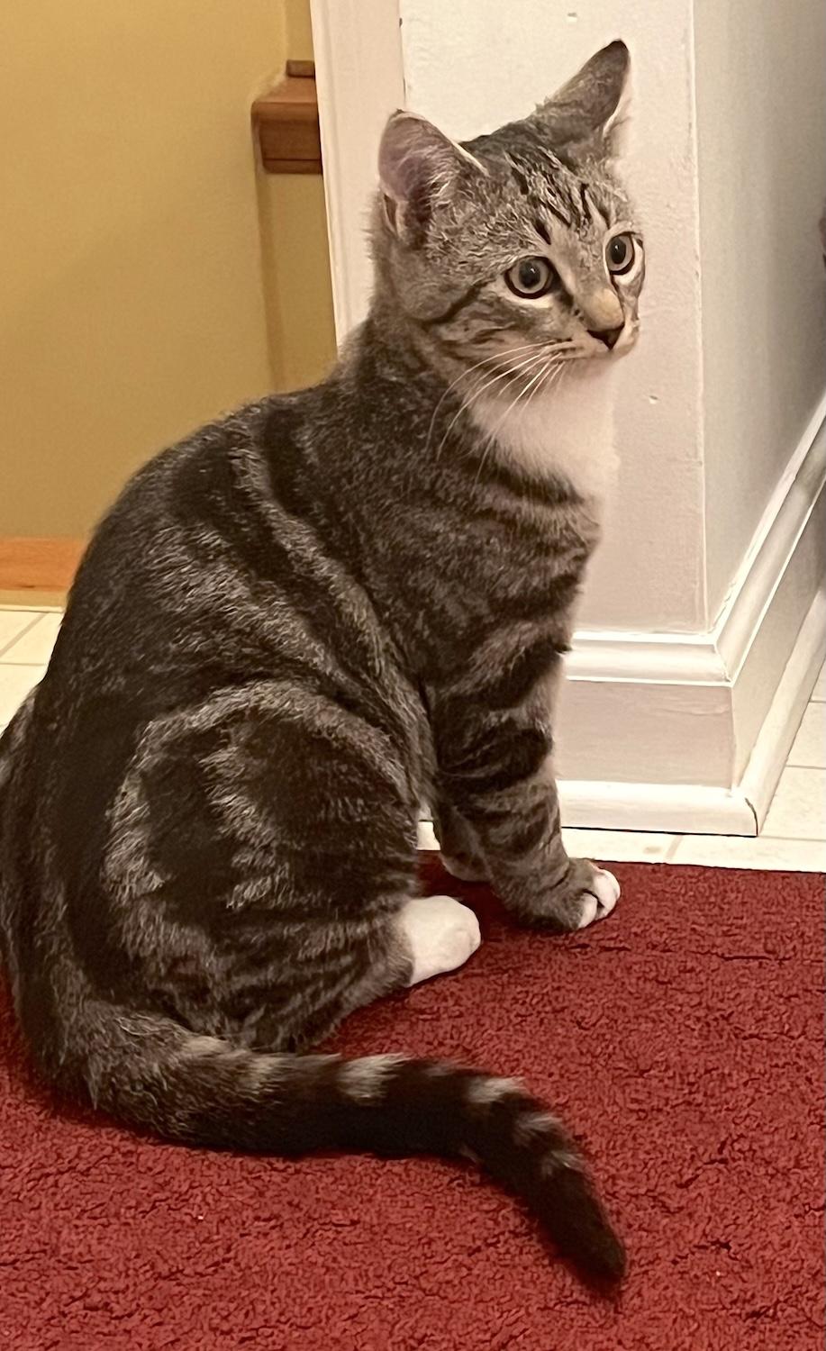 Enlarge Wally, an adoptable Domestic Short Hair in Bedford, VA image 1/6