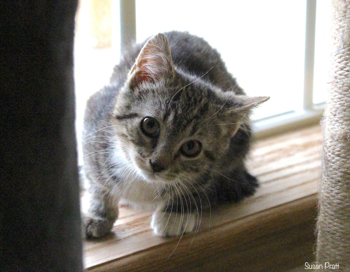 Wally, a Adoptable Domestic Short Hair in Bedford, VA image 4/6