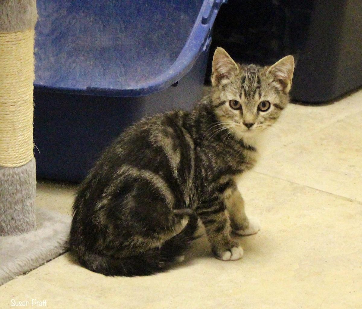 Wally, a Adoptable Domestic Short Hair in Bedford, VA image 5/6