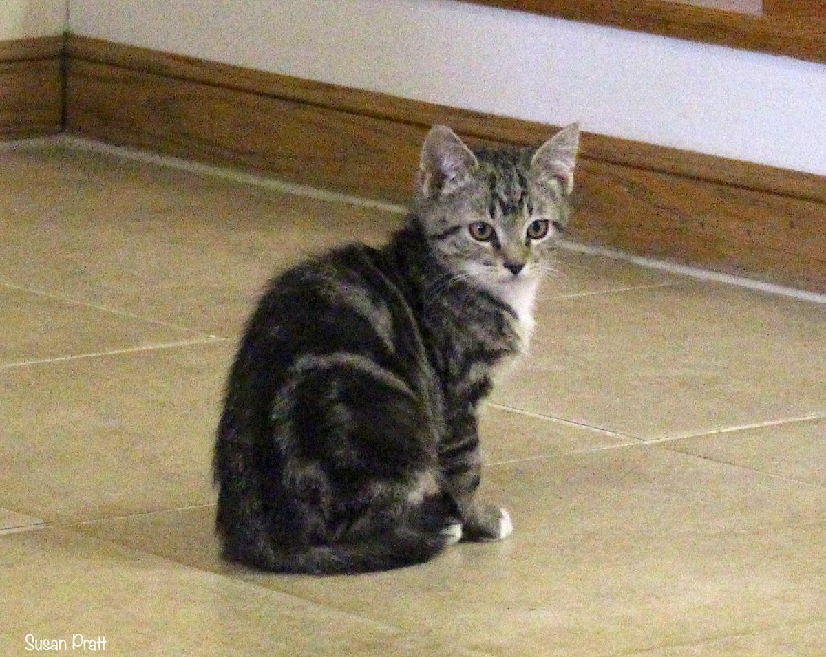 Wally, a Adoptable Domestic Short Hair in Bedford, VA image 6/6